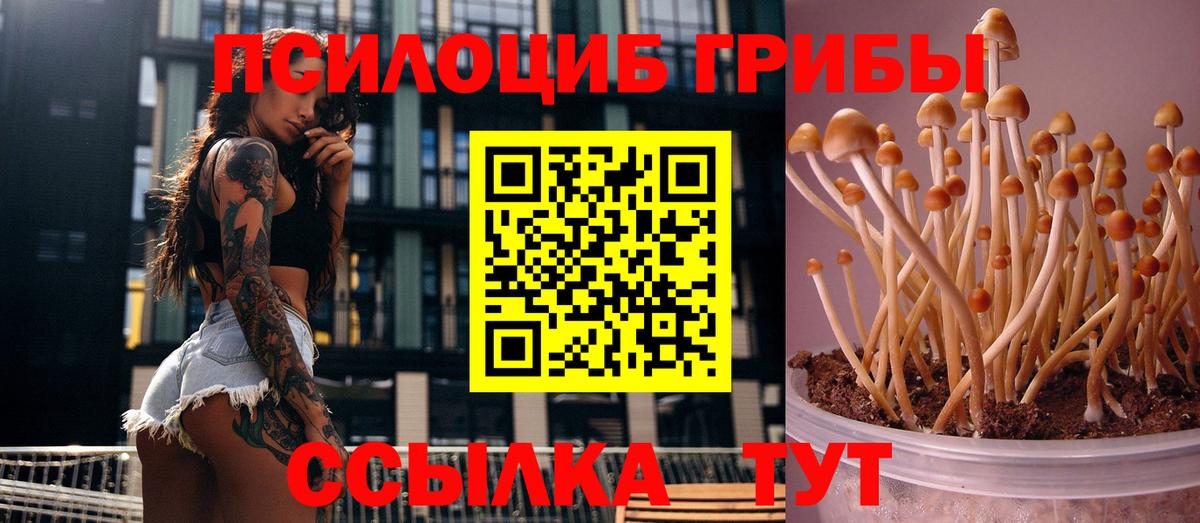 Галлюциногенные грибы Psilocybine cubensis Кубинка